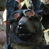 Doggles